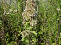 Nepeta cataria 10, Wild kattenkruid, Saxifraga-Rutger Barendse