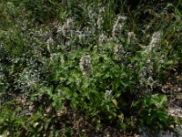 Nepeta cataria 17, Wild kattenkruid, Saxifraga-Ed Stikvoort : lijmkruid Breskens A900