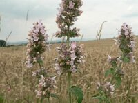 Nepeta cataria 2, Wild kattenkruid, Saxifraga-Jan Willem Jongepier