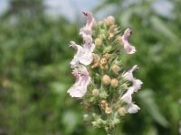 Nepeta cataria 3, Wild kattenkruid, Saxifraga-Jan Willem Jongepier