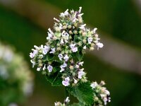 Nepeta cataria 5, Wild kattenkruid, Saxifraga-Bart Vastenhouw