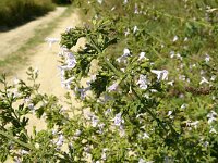Nepeta cataria 6, Wild kattenkruid, Saxifraga-Hans Grotenhuis