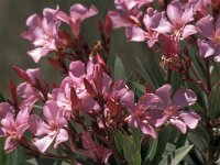 Nerium oleander 2, Saxifraga-Jan van der Straaten