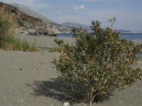 Nerium oleander 5, Saxifraga-Willem van Kruijsbergen