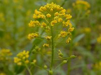 Neslia paniculata 4, Vinkenzaad, Saxifraga-Ed Stikvoort