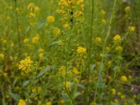Neslia paniculata 5, Vinkenzaad, Saxifraga-Ed Stikvoort