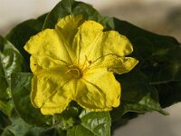 Nicotiana rustica 2, Boerentabak, Saxifraga-Jan van der Straaten