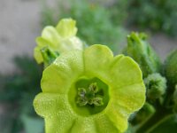 Nicotiana rustica 6, Boerentabak, Saxifraga-Rutger Barendse