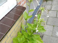 Nicotiana sylvestris 4, Witte trompettabak, Saxifraga-Rutger Barendse