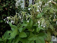 Nicotiana sylvestris 8, Witte trompettabak, Saxifraga-Ed Stikvoort : Deventer A900