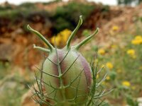 Nigella damascena 14, Juffertje-in-het-groen, Saxifraga-Ed Stikvoort : Vathi - Gidaki beach Ithaki s9900