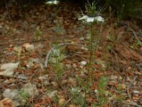 Nigella damascena 17, Juffertje-in-het-groen, Saxifraga-Ed Stikvoort : Vathi - Gidaki beach Ithaki s9900