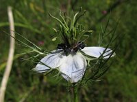 Nigella damascena 2, Juffertje-in-het-groen, Saxifraga-Rutger Barendse
