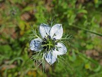 Nigella damascena 3, Juffertje-in-het-groen, Saxifraga-Jeroen Willemsen