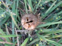 Nigella damascena 4, Juffertje-in-het-groen, Saxifraga-Rutger Barendse