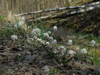 Noccaea caerulescens ssp calaminaris 5, Zinkboerenkers, Saxifraga-Ed Stikvoort