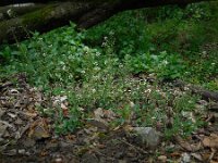 Noccaea caerulescens ssp calaminaris 6, Zinkboerenkers, Saxifraga-Ed Stikvoort