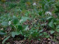 Noccaea caerulescens ssp calaminaris 7, Zinkboerenkers, Saxifraga-Ed Stikvoort