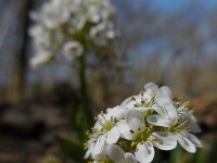 Noccaea caerulescens ssp calaminaris 8, Zinkboerenkers, Saxifraga-Ed Stikvoort