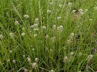 Noccaea perfoliata