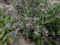 Nonea armeniaca 5, Saxifraga-Ed Stikvoort : Jerevan - Garni s9900