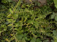 Nonea lutea 5, Geel monnikskruid, Saxifraga-Ed Stikvoort : Kapan - Mehgri A900