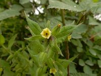 Nonea lutea 6, Geel monnikskruid, Saxifraga-Ed Stikvoort : Kapan - Mehgri s9900