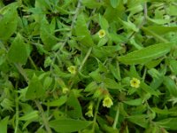 Nonea lutea 8, Geel monnikskruid, Saxifraga-Ed Stikvoort : geel monnikskruid Den Haag