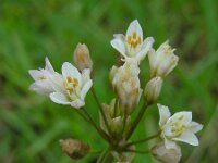 Nothoscordum gracile 6, Saxifraga-Ed Stikvoort