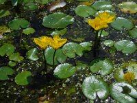 Nymphoides peltata 36, Watergentiaan, Saxifraga-Ed Stikvoort