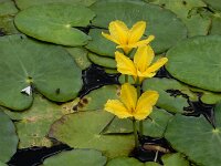 Nymphoides peltata 39, Watergentiaan, Saxifraga-Ed Stikvoort