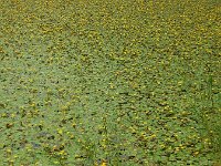 Nymphoides peltata 42, Watergentiaan, Saxifraga-Ed Stikvoort
