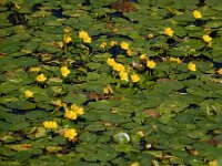 Nymphoides peltata 43, Watergentiaan, Saxifraga-Ed Stikvoort