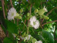 Oberna multifida 1, Saxifraga-Ed Stikvoort