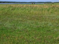 Odontites vernus 21, Rode ogentroost, Saxifraga-Hans Boll