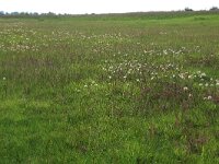 Odontites vernus 22, Rode ogentroost, Saxifraga-Hans Boll