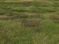 Odontites vernus ssp serotinus 28, Rode ogentroost, Saxifraga-Hans Boll