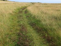 Odontites vernus ssp serotinus 34, Rode ogentroost, Saxifraga-Hans Boll