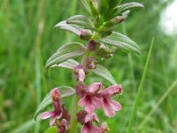 Odontites vernus ssp serotinus 5, Rode ogentroost, Saxifraga-Bart Vastenhouw