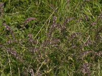 Odontites vernus ssp serotinus 6, Rode ogentroost, Saxifraga-Jan van der Straaten
