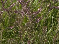 Odontites vernus ssp serotinus 8, Rode ogentroost, Saxifraga-Jan van der Straaten