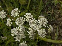 Oenanthe globulosa 3, Saxifraga-Willem van Kruijsbergen