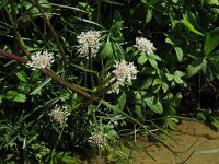 Oenanthe lachenalii, Parsley Water-dropwort