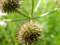 Oenanthe peucedanifolia 2, Saxifraga-Rutger Barendse