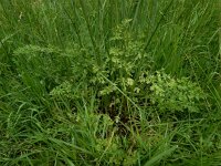 Oenanthe pimpinelloides 10, Beverneltorkruid, Saxifraga-Ed Stikvoort : Beverneltorkruid Groene Weelde Hoofddorp s9900