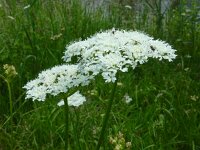 Oenanthe pimpinelloides 12, Beverneltorkruid, Saxifraga-Ed Stikvoort : Beverneltorkruid Groene Weelde Hoofddorp s9900