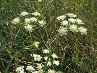 Oenanthe pimpinelloides 5, Beverneltorkruid, Saxifraga-Jan van der Straaten