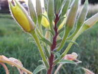 Oenothera perangusta 4, Saxifraga-Rutger Barendse