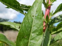 Oenothera pycnocarpa 5, Saxifraga-Rutger Barendse