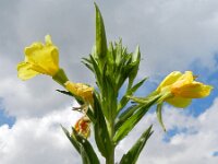 Oenothera pycnocarpa 8, Saxifraga-Rutger Barendse